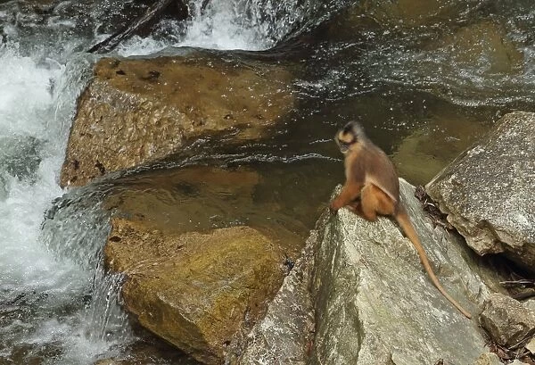 Sumatran Surili (Presbytis melalophos) adult, sitting on rock beside river, Kerinci Seblat N. P