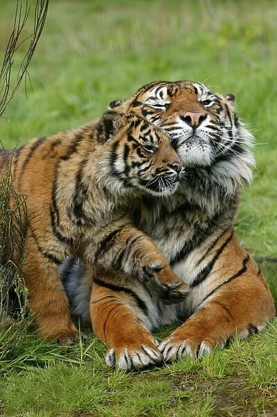 Sumatran Tiger (Panthera tigris sumatrae) adult female with cub, rubbing heads (captive)