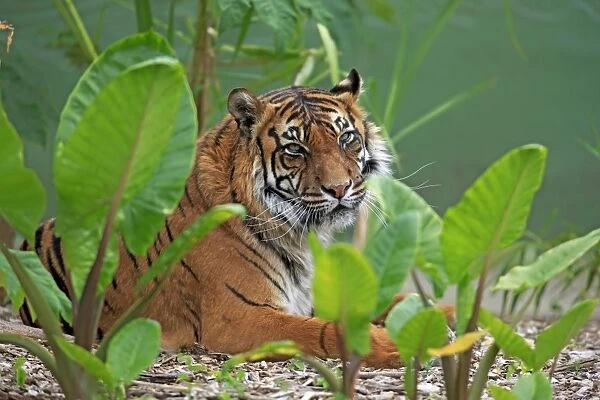Sumatran Tiger (Panthera tigris sumatrae) adult, resting amongst vegetation (captive)