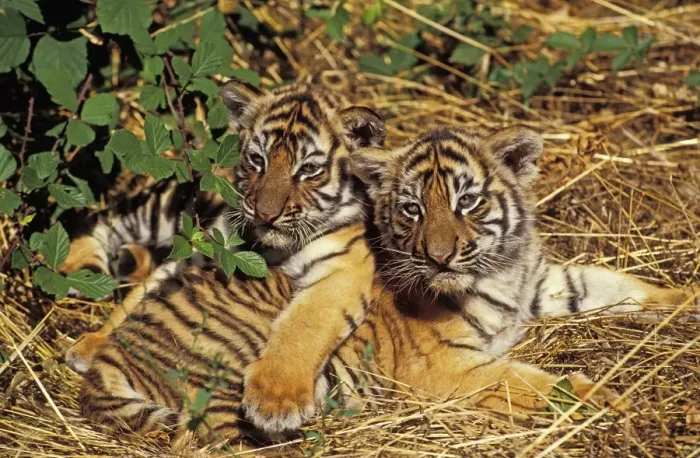 Framed Print : Sumatran Tiger (Panthera tigris sumatrae) two cubs, resting together (captive)