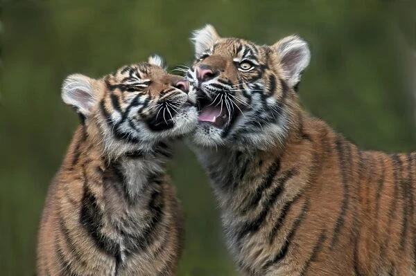 Sumatran Tiger (Panthera tigris sumatrae) two cubs, close-up of heads, interacting (captive)