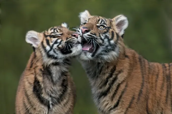 Framed Print : Sumatran Tiger (Panthera tigris sumatrae) two cubs, close-up of heads, interacting (captive) Framed Print : Sumatran Tiger (Panthera tigris sumatrae) two cubs, close-up of heads, interacting (captive)