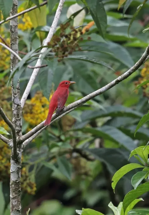 Framed Print : Summer Tanager (Piranga rubra) adult male, perched on branch, Rio Indio, Panama, October Framed Print : Summer Tanager (Piranga rubra) adult male, perched on branch, Rio Indio, Panama, October
