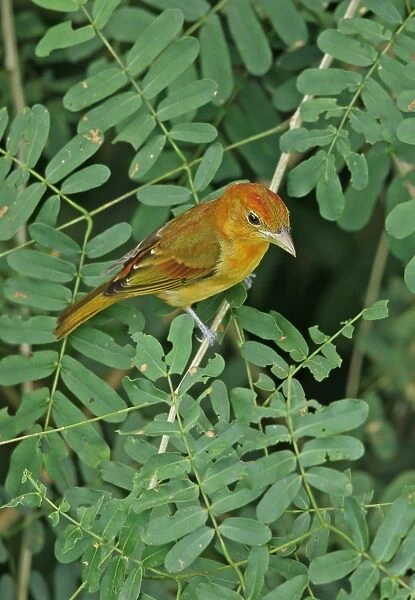 Summer Tanager (Piranga rubra) immature male, moulting into adult plumage, perched on twig, Canopy Tower, Panama