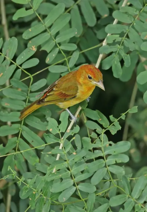 Framed Print : Summer Tanager (Piranga rubra) immature male, moulting into adult plumage, perched on twig, Canopy Tower, Panama Framed Print : Summer Tanager (Piranga rubra) immature male, moulting into adult plumage, perched on twig, Canopy Tower, Panama