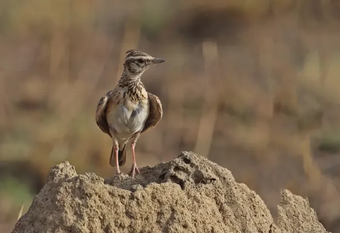 Framed Print : Sun Lark (Galerida modesta modesta) adult, standing on mound, Mole N. P. Ghana, February