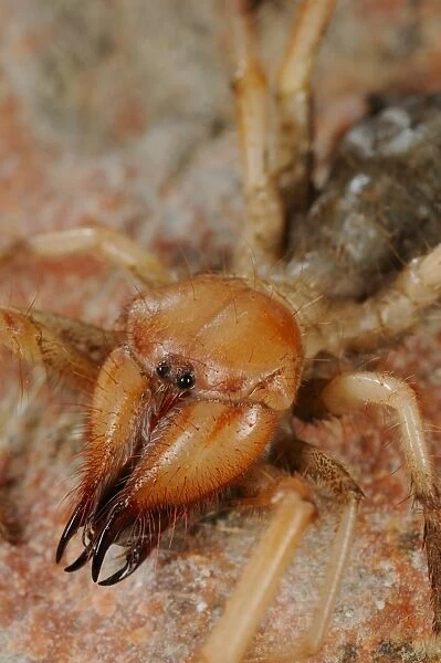 Sun-spider (Solifugae sp. ) adult, close-up of head, Abd el Kuri Island, Socotra Archipelago, Yemen, april