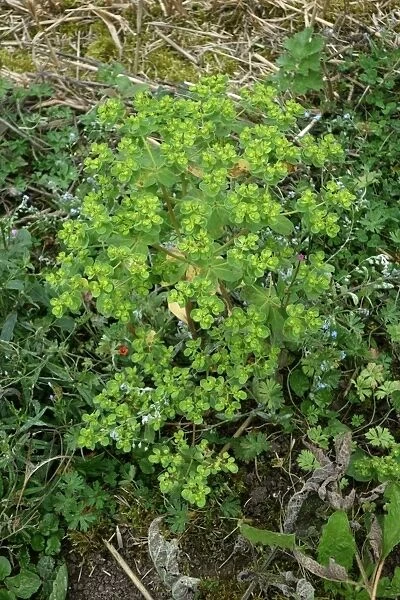 Sun spurge, Euphorbia helioscopia, flowering on waste arable land