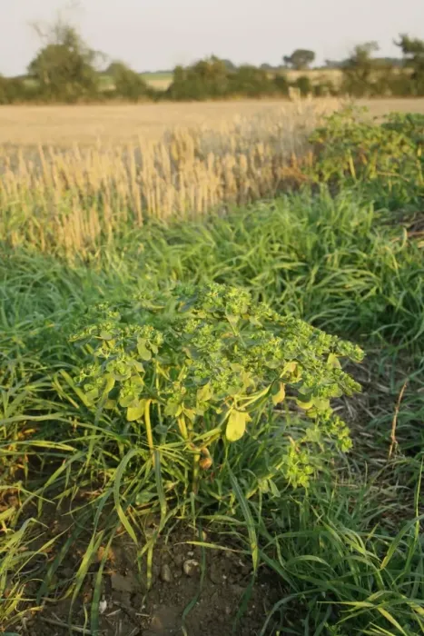 Framed Print : Sun Spurge (Euphorbia helioscopia) in fruit, growing on headland at edge of stubble field, Mendlesham, Suffolk