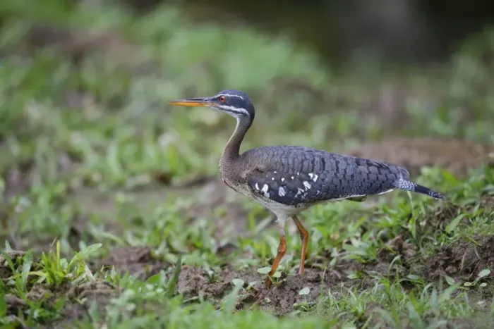 Framed Print : Sunbittern (Eurypyga helias) adult, standing on mud, Cerro Silencio, Turrialba, Costa Rica, January Framed Print : Sunbittern (Eurypyga helias) adult, standing on mud, Cerro Silencio, Turrialba, Costa Rica, January