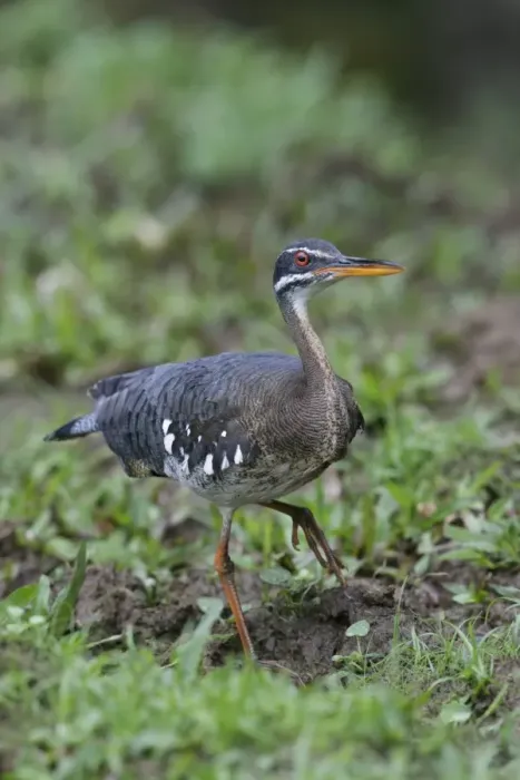 Framed Print : Sunbittern (Eurypyga helias) adult, walking on mud, Cerro Silencio, Turrialba, Costa Rica, January Framed Print : Sunbittern (Eurypyga helias) adult, walking on mud, Cerro Silencio, Turrialba, Costa Rica, January
