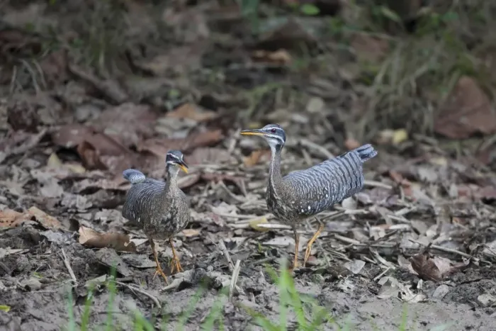 Framed Print : Sunbittern (Eurypyga helias) adult pair, walking on leaf litter, Pantanal, Mato Grosso, Brazil Framed Print : Sunbittern (Eurypyga helias) adult pair, walking on leaf litter, Pantanal, Mato Grosso, Brazil