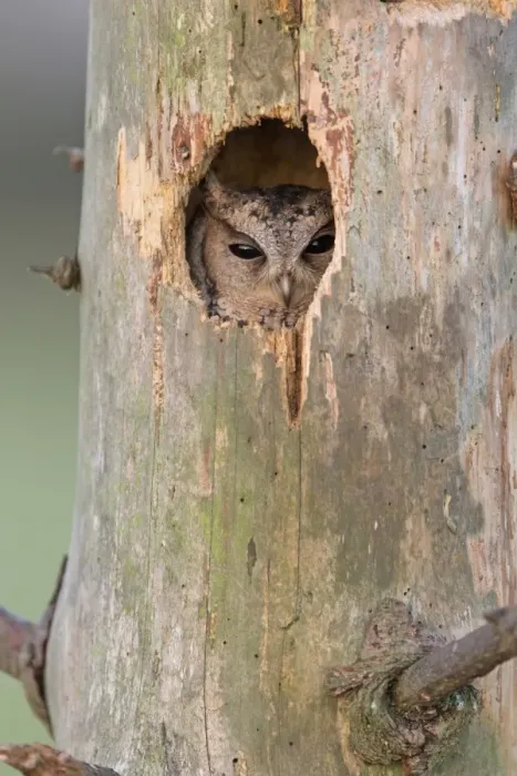Framed Print : Sunda Scops-owl (Otus lempiji) adult, looking out from hole in tree (captive) Framed Print : Sunda Scops-owl (Otus lempiji) adult, looking out from hole in tree (captive)