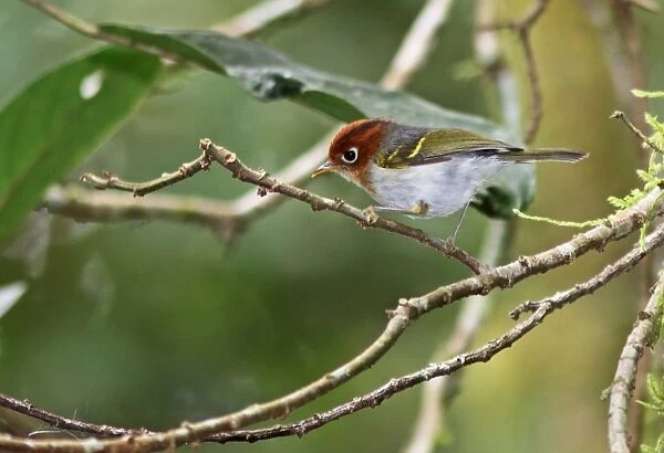Sunda Warbler (Seicercus grammiceps sumartrensis) adult, perched on twig, Kerinci Seblat N. P