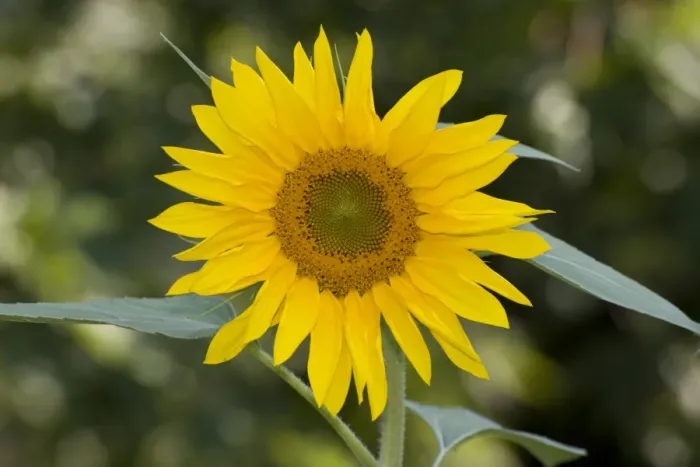 Framed Print : Sunflower (Helianthus annuus) close-up of flower, in garden, Ottawa, Ontario, Canada, August Framed Print : Sunflower (Helianthus annuus) close-up of flower, in garden, Ottawa, Ontario, Canada, August