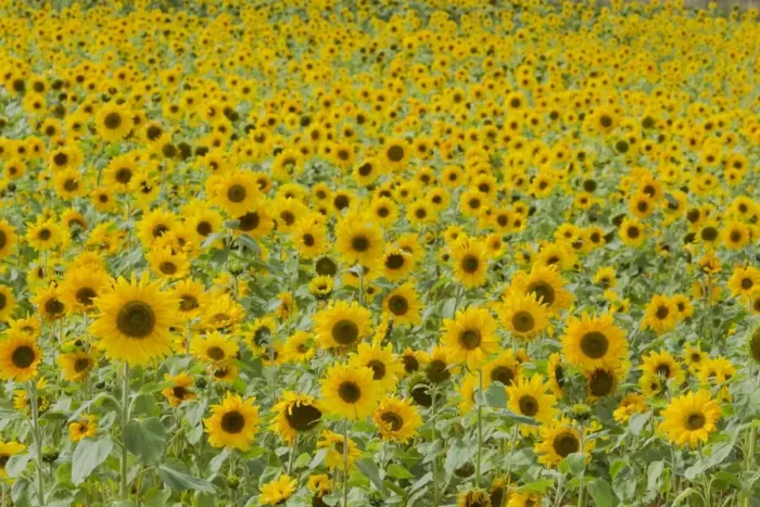 Framed Print : Sunflower (Helianthus annuus) crop, flowering in field, Essex, England, september Framed Print : Sunflower (Helianthus annuus) crop, flowering in field, Essex, England, september