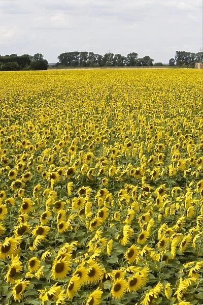 Sunflower (Helianthus annuus) crop, flowering in field, Lincolnshire, England, august