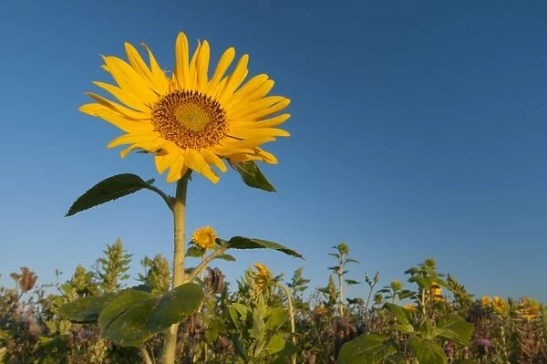 Sunflower (Helianthus annuus) flowering, bird cover crop on field headland, Elmley Marshes N. N. R