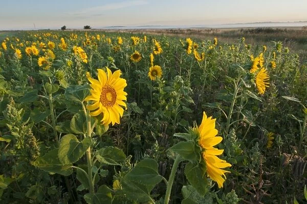 Sunflower (Helianthus annuus) flowering, bird cover crop on field headland, Elmley Marshes N. N. R