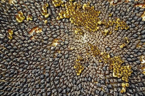 Sunflower (Helianthus annuus) Ray of Sunshine, close-up of seedhead, with ripe seeds, growing in garden allotment