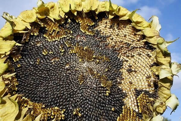 Sunflower (Helianthus annuus) Ray of Sunshine, close-up of seedhead, with ripe seeds, growing in garden allotment