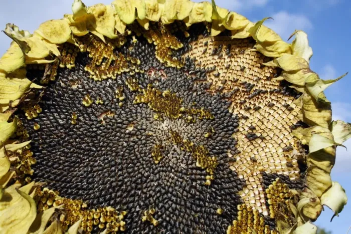 Framed Print : Sunflower (Helianthus annuus) Ray of Sunshine, close-up of seedhead, with ripe seeds, growing in garden allotment