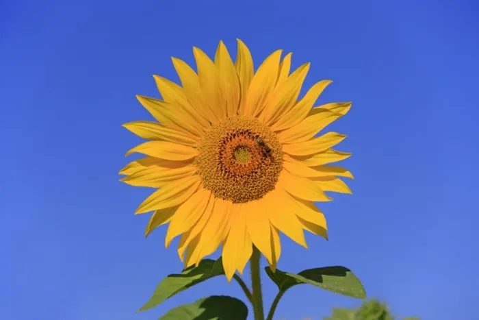 Framed Print : Sunflower (Helianthus sp. ) close-up of flower, with Western Honey Bee (Apis mellifera) worker, collecting pollen Framed Print : Sunflower (Helianthus sp. ) close-up of flower, with Western Honey Bee (Apis mellifera) worker, collecting pollen
