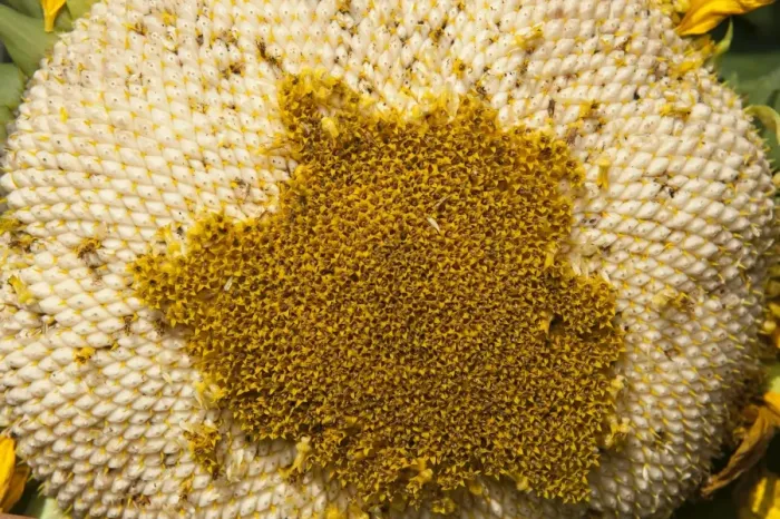 Framed Print : Sunflower (Helianthus sp. ) crop, close-up of mature flowerhead, Pennsylvania, U. S. A. september