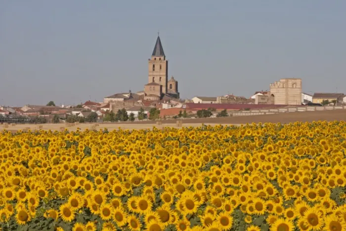Framed Print : Sunflower (Helianthus sp. ) crop, flowering in field, with village and church in background Framed Print : Sunflower (Helianthus sp. ) crop, flowering in field, with village and church in background