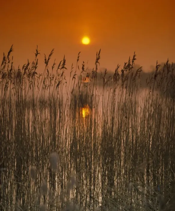 Framed Print : Sunset over reedbed at edge of reservoir, Chew Valley Lake, Chew Valley, Somerset, England Framed Print : Sunset over reedbed at edge of reservoir, Chew Valley Lake, Chew Valley, Somerset, England