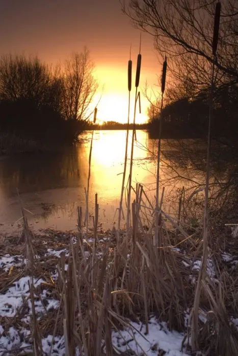 Framed Print : Sunset over reservoir with reedmace on snow covered bank, Alton Water, Suffolk, England, january Framed Print : Sunset over reservoir with reedmace on snow covered bank, Alton Water, Suffolk, England, january