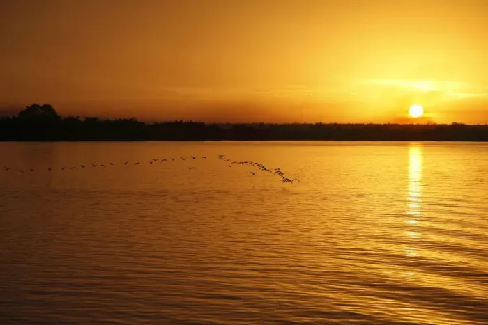 Framed Print : Sunset over river habitat, with flock of egrets silhouetted in flight, Gambia River, Gambia, january