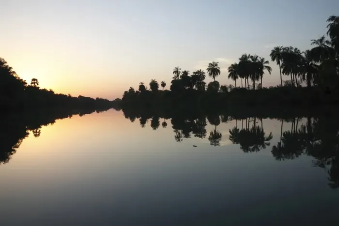 Framed Print : Sunset over river habitat, with palm trees silhouetted and reflected in water, Gambia River, Gambia, january Framed Print : Sunset over river habitat, with palm trees silhouetted and reflected in water, Gambia River, Gambia, january