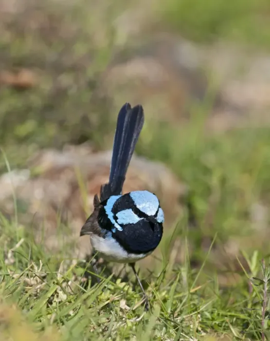 Framed Print : Superb Fairywren (Malurus cyaneus) adult male, standing on ground, Queensland, Australia Framed Print : Superb Fairywren (Malurus cyaneus) adult male, standing on ground, Queensland, Australia