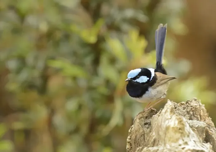 Framed Print : Superb Fairywren (Malurus cyaneus) adult male, perched on stump, Queensland, Australia, November Framed Print : Superb Fairywren (Malurus cyaneus) adult male, perched on stump, Queensland, Australia, November