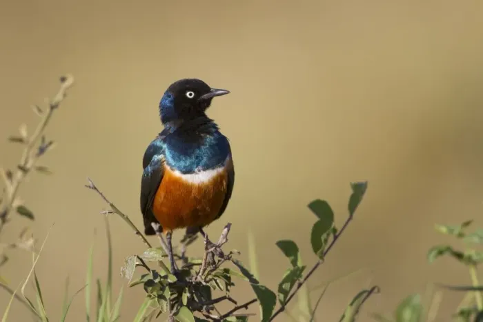 Framed Print : Superb Starling (Lamprotornis superbus) adult, perched on twig, Masai Mara, Kenya, August Framed Print : Superb Starling (Lamprotornis superbus) adult, perched on twig, Masai Mara, Kenya, August