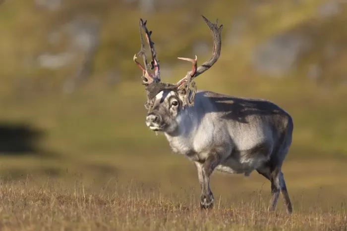 Framed Print : Svalbard Reindeer (Rangifer tarandus platyrhynchus) adult male, shedding velvet from antlers, walking on tundra Framed Print : Svalbard Reindeer (Rangifer tarandus platyrhynchus) adult male, shedding velvet from antlers, walking on tundra
