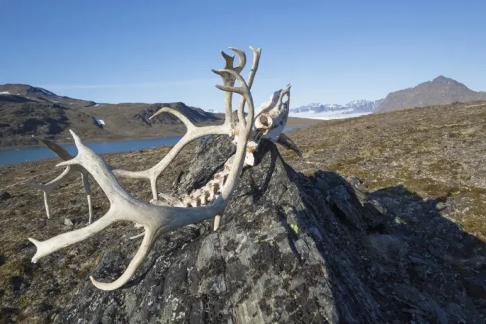 Framed Print : Svalbard Reindeer (Rangifer tarandus platyrhynchus) skull, on rock in tundra, Signehamna, Spitsbergen, Svalbard, August Framed Print : Svalbard Reindeer (Rangifer tarandus platyrhynchus) skull, on rock in tundra, Signehamna, Spitsbergen, Svalbard, August