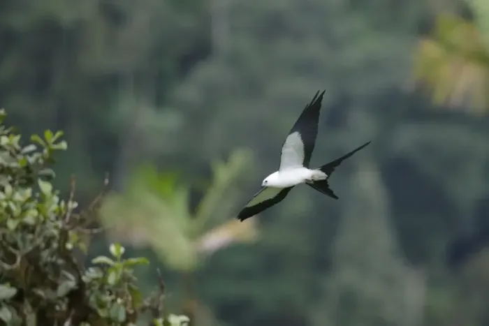 Framed Print : Swallow-tailed Kite (Elanoides forficatus) adult, in flight, Mindo, Andes, Pichincha Province, Ecuador, February Framed Print : Swallow-tailed Kite (Elanoides forficatus) adult, in flight, Mindo, Andes, Pichincha Province, Ecuador, February