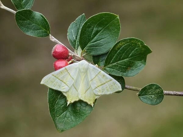Swallow-tailed Moth (Ourapteryx sambucaria) adult, from unusual second generation brood which is uncommon in Britain