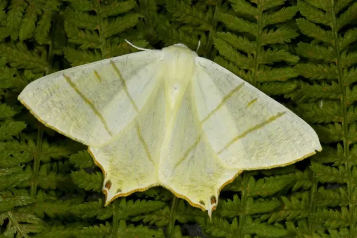 Framed Print : Swallow-tailed Moth (Ourapteryx sambucaria) adult, resting on fern fronds, Powys, Wales, July Framed Print : Swallow-tailed Moth (Ourapteryx sambucaria) adult, resting on fern fronds, Powys, Wales, July