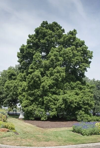 Swamp Cypress (Taxodium distichum) habit, listed on Register of Significant Trees, Ballarat Botanical Gardens