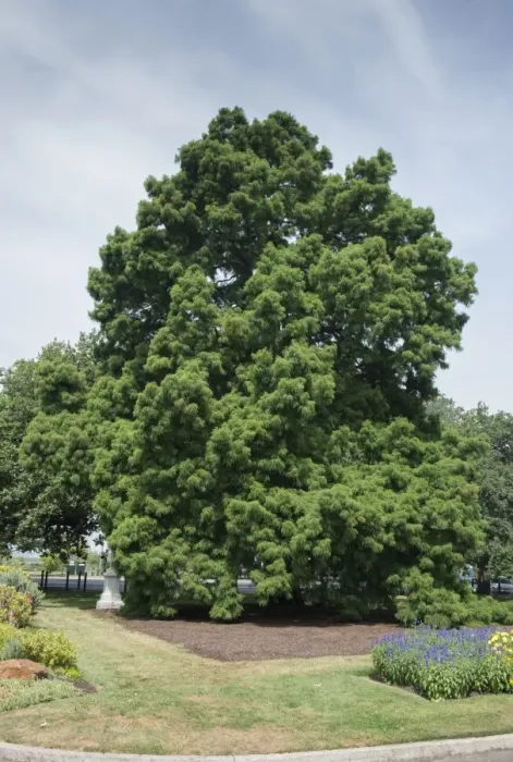 Framed Print : Swamp Cypress (Taxodium distichum) habit, listed on Register of Significant Trees, Ballarat Botanical Gardens