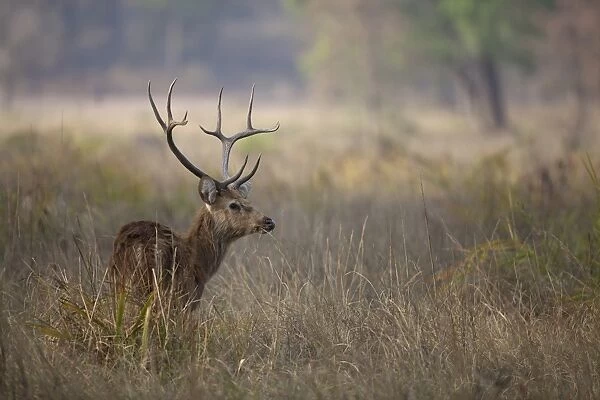 Swamp Deer (Rucervus duvaucelii branderi) hard-ground form, adult male, feeding in tall grass, Kanha N. P. Madhya Pradesh, India