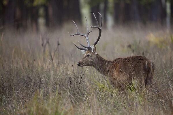 Swamp Deer (Rucervus duvaucelii branderi) hard-ground form, adult male, feeding in tall grass, Kanha N. P. Madhya Pradesh, India
