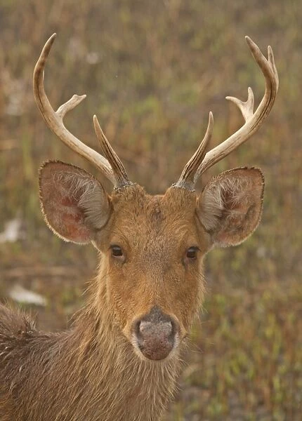 Swamp Deer (Rucervus duvaucelii duvaucelii) soft-ground form, immature male, close-up of head