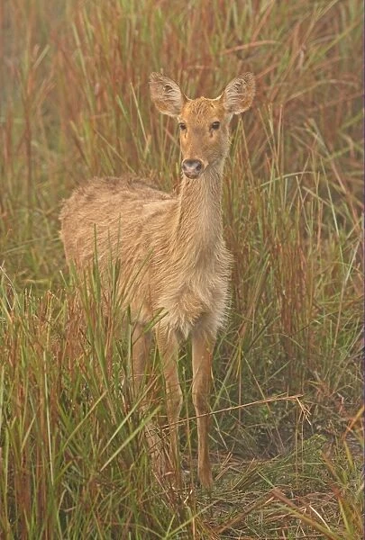 Swamp Deer (Rucervus duvaucelii duvaucelii) soft-ground form, adult female, standing on damp grassland in morning mist