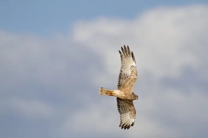 Framed Print : Swamp Harrier (Circus approximans) adult, in flight, New Zealand, november