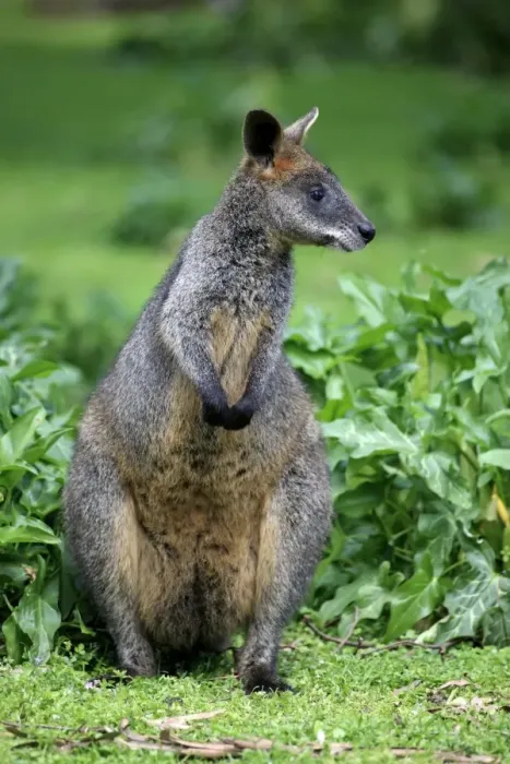 Framed Print : Swamp Wallaby (Wallabia bicolor) adult, standing amongst vegetation, Wilsons Promontory N. P