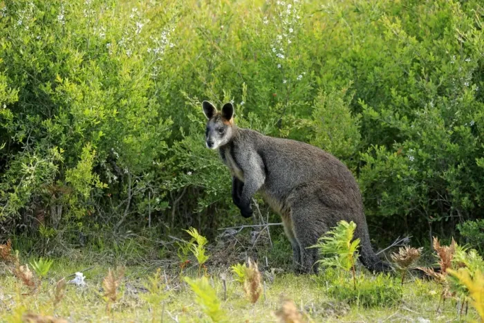 Framed Print : Swamp Wallaby (Wallabia bicolor) adult, standing amongst vegetation, Wilsons Promontory N. P Framed Print : Swamp Wallaby (Wallabia bicolor) adult, standing amongst vegetation, Wilsons Promontory N. P